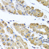 Immunohistochemistry of paraffin-embedded Human stomach using OGFR Polyclonal Antibody at dilution of  1:100 (40x lens).