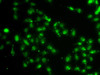 Immunofluorescence analysis of A549 cells using L3MBTL1 Polyclonal Antibody
