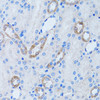 Immunohistochemistry of paraffin-embedded Rat kidney using LDLRAP1 Polyclonal Antibody at dilution of  1:100 (40x lens).