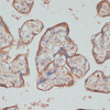 Immunohistochemistry of paraffin-embedded Human placenta using TES Polyclonal Antibody at dilution of  1:100 (40x lens).