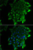 Immunofluorescence analysis of U2OS cells using SEPSECS Polyclonal Antibody