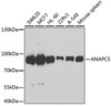 Western blot analysis of extracts of various cell lines using ANAPC5 Polyclonal Antibody at dilution of 1:1000.