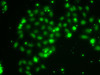 Immunofluorescence analysis of A-549 cells using TXNL4B Polyclonal Antibody