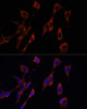 Immunofluorescence analysis of NIH-3T3 cells using PINK1 Polyclonal Antibody at dilution of  1:100 (40x lens). Blue: DAPI for nuclear staining.