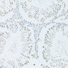 Immunohistochemistry of paraffin-embedded Rat testis using FIP1L1 Polyclonal Antibody at dilution of  1:100 (20x lens).