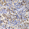 Immunohistochemistry of paraffin-embedded Rat spleen using UBASH3B Polyclonal Antibody at dilution of  1:100 (40x lens).