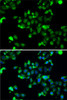 Immunofluorescence analysis of A-549 cells using U2AF1L4 Polyclonal Antibody
