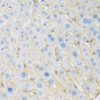 Immunohistochemistry of paraffin-embedded Mouse liver using KIAA1456 Polyclonal Antibody at dilution of  1:200 (40x lens).