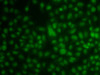 Immunofluorescence analysis of A549 cells using KLF3 Polyclonal Antibody
