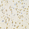 Immunohistochemistry of paraffin-embedded Mouse brain using PTPRE Polyclonal Antibody at dilution of  1:100 (40x lens).