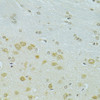 Immunohistochemistry of paraffin-embedded Rat brain using RSRC1 Polyclonal Antibody at dilution of  1:100 (40x lens).