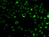 Immunofluorescence analysis of MCF-7 cells using RSRC1 Polyclonal Antibody