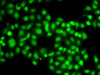 Immunofluorescence analysis of A-549 cells using SETBP1 Polyclonal Antibody