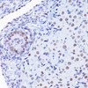 Immunohistochemistry of paraffin-embedded Rat ovary using Acetyl-Histone H4-K8 Polyclonal Antibody at dilution of  1:100 (40x lens).