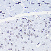 Immunohistochemistry of paraffin-embedded Mouse brain using Acetyl-Histone H4-K8 Polyclonal Antibody at dilution of  1:100 (40x lens).