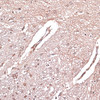 Immunohistochemistry of paraffin-embedded Rat brain using LMO4 Polyclonal Antibody at dilution of  1:100 (40x lens).