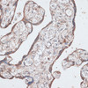 Immunohistochemistry of paraffin-embedded Human placenta using LMO4 Polyclonal Antibody at dilution of  1:100 (40x lens).