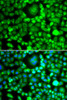 Immunofluorescence analysis of MCF-7 cells using BLID Polyclonal Antibody
