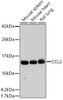 Western blot analysis of extracts of various cell lines using MCP-1 Polyclonal Antibody at dilution of 1:1000.