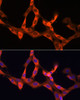 Immunofluorescence analysis of NIH/3T3 cells using MCP-1 Polyclonal Antibody at dilution of  1:100. Blue: DAPI for nuclear staining.