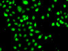 Immunofluorescence analysis of A-549 cells using CEBPG Polyclonal Antibody