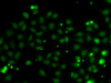 Immunofluorescence analysis of MCF-7 cells using NGFRAP1 Polyclonal Antibody