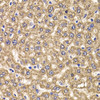 Immunohistochemistry of paraffin-embedded Rat liver using UBE2J2 Polyclonal Antibody at dilution of  1:100 (40x lens).