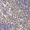 Immunohistochemistry of paraffin-embedded Rat spleen using WBSCR22 Polyclonal Antibody at dilution of  1:100 (40x lens).