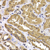 Immunohistochemistry of paraffin-embedded Human kidney using WBSCR22 Polyclonal Antibody at dilution of  1:100 (40x lens).