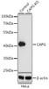 Western blot analysis of extracts from normal (control) and CAPG knockout (KO) HeLa cells using CAPG Polyclonal Antibody at dilution of 1:1000.