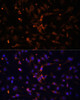 Immunofluorescence analysis of C6 cells using AMPKα2 Polyclonal Antibody at dilution of  1:100 (40x lens). Blue: DAPI for nuclear staining.