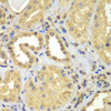 Immunohistochemistry of paraffin-embedded Human kidney using CIAO1 Polyclonal Antibody at dilution of  1:100 (40x lens).