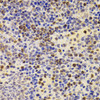 Immunohistochemistry of paraffin-embedded Mouse spleen using PRDM5 Polyclonal Antibody at dilution of  1:100 (40x lens).