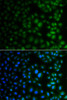 Immunofluorescence analysis of A549 cells using NAA40 Polyclonal Antibody