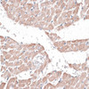 Immunohistochemistry of paraffin-embedded Rat heart using JMJD7 Polyclonal Antibody at dilution of  1:100 (40x lens).