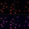 Immunofluorescence analysis of NIH/3T3 cells using Acetyl-Histone H4-K91 Polyclonal Antibody at dilution of  1:100.NIH/3T3 cells were treated by TSA (1 uM) at 37℃ for 18 hours. Blue: DAPI for nuclear staining.