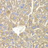 Immunohistochemistry of paraffin-embedded Mouse liver using CYP2C18 Polyclonal Antibody at dilution of  1:100 (40x lens).