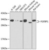 Western blot analysis of extracts of various cell lines using FGFBP1 Polyclonal Antibody at dilution of 1:1000.