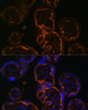 Immunofluorescence analysis of Human placenta cells using LDB3 Polyclonal Antibody at dilution of  1:100. Blue: DAPI for nuclear staining.