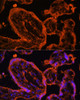 Immunofluorescence analysis of Human placenta cells using LDB3 Polyclonal Antibody at dilution of  1:100. Blue: DAPI for nuclear staining.