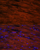 Immunofluorescence analysis of Rat heart cells using LDB3 Polyclonal Antibody at dilution of  1:100. Blue: DAPI for nuclear staining.