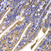Immunohistochemistry of paraffin-embedded Mouse ileum using HDGFRP2 Polyclonal Antibody at dilution of  1:100 (40x lens).