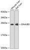 Western blot analysis of extracts of various cell lines using DNAJB9 Polyclonal Antibody at dilution of 1:1000.