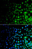 Immunofluorescence analysis of A549 cells using UBA6 Polyclonal Antibody