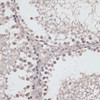 Immunohistochemistry of paraffin-embedded Rat testis using ATG14 Polyclonal Antibody at dilution of  1:100 (40x lens).