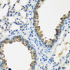 Immunohistochemistry of paraffin-embedded Mouse lung using CYP2F1 Polyclonal Antibody at dilution of  1:200 (40x lens).