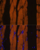 Immunofluorescence analysis of Rat skeletal muscle using MYH7 Polyclonal Antibody at dilution of  1:100. Blue: DAPI for nuclear staining.