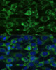 Immunofluorescence analysis of NIH-3T3 cells using GLUD1 Polyclonal Antibody at dilution of  1:100. Blue: DAPI for nuclear staining.