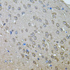 Immunohistochemistry of paraffin-embedded Mouse brain using ANXA8L2 Polyclonal Antibody at dilution of  1:100 (40x lens).