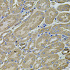 Immunohistochemistry of paraffin-embedded Mouse kidney using ANXA8L2 Polyclonal Antibody at dilution of  1:100 (40x lens).